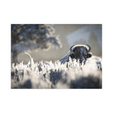 Bison in Frost — Fine Art Postcard