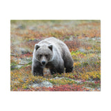 Autumn Tundra Grizzly — Jigsaw Puzzle