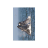 Lunge Feeding — Fine Art Postcard