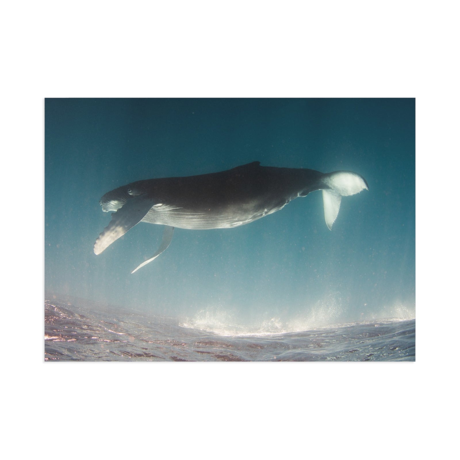 Weightless — Fine Art Postcard