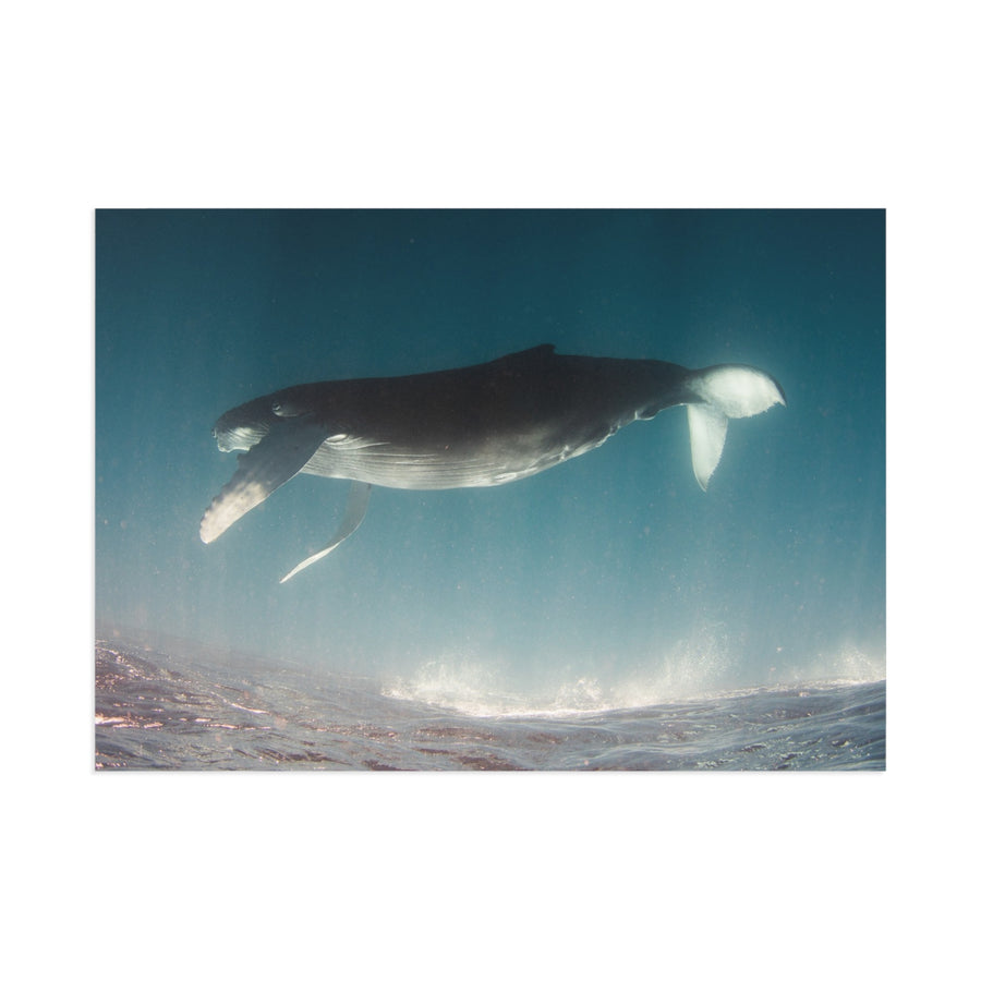Weightless — Fine Art Postcard