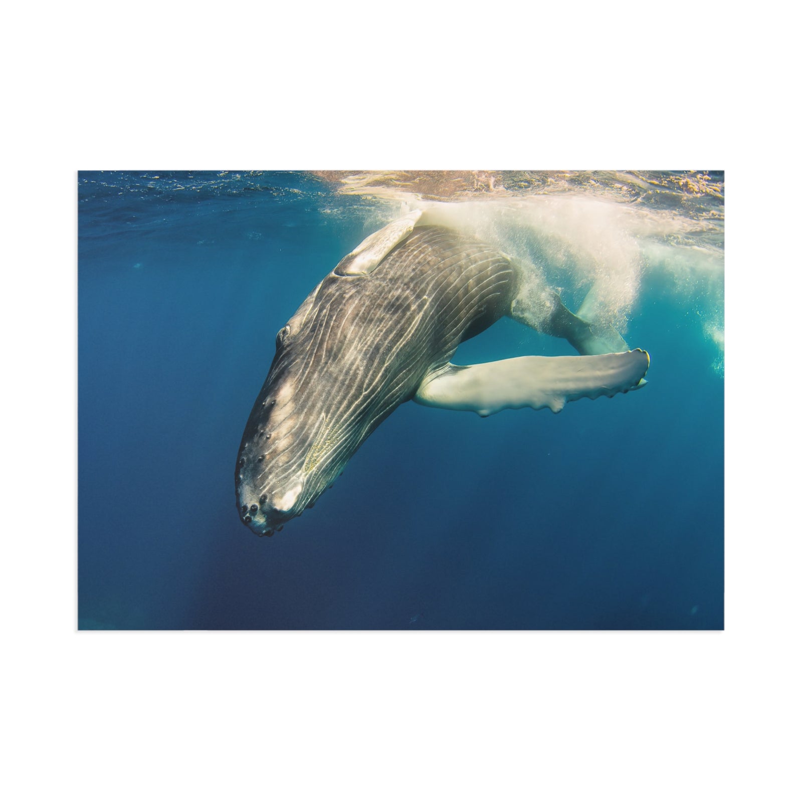 Beneath the Surface — Fine Art Postcard