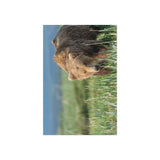 Grazing the Sedge Flats — Fine Art Postcard