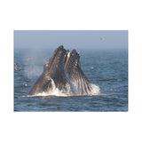 Lunge Feeding — Fine Art Postcard