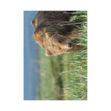 Grazing the Sedge Flats — Fine Art Postcard